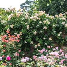 David Austin Rose “Wollerton Old Hall Climber” Grade 1, Bare Root, On Multiflora Rootstock.