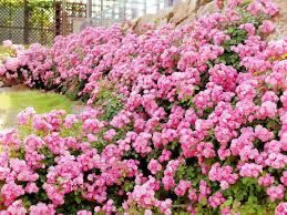 Kordes Rose “Angela” Grade 1, Bare Root, On Multiflora Rootstock.