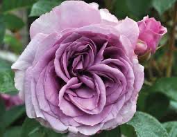 Kordes Rose “Quicksilver Arborose Climber” Grade 1, Bare Root Rose, On Multiflora Rootstock.