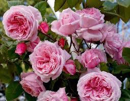 Kordes Rose “Kiss Me Kate Arborose Climber” Grade 1, Bare Root, On Multiflora Rootstock.