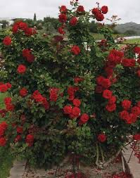 Kordes Rose “Florentina Arborose Climber” Grade 1, Bare Root, On Multiflora Rootstock