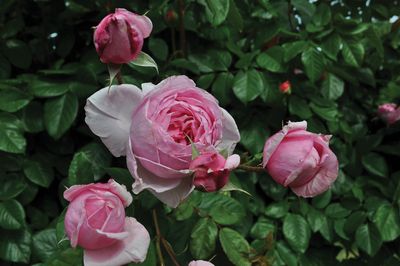 Kordes Rose “Kiss Me Kate Arborose Climber” Grade 1, Bare Root, On Multiflora Rootstock.