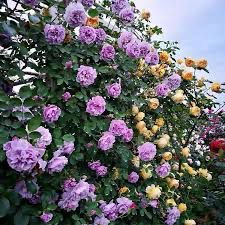 Kordes Rose “Quicksilver Arborose Climber” Grade 1, Bare Root Rose, On Multiflora Rootstock.