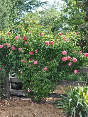Kordes Rose “Rosanna Climber” Grade 1, Bare Root, On Multiflora Rootstock