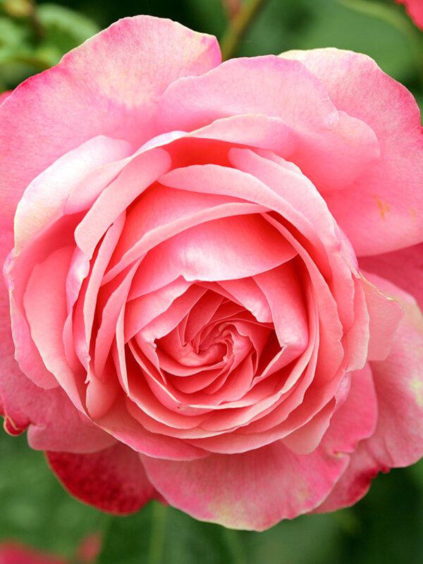 Kordes Rose “Rosanna Climber” Grade 1, Bare Root, On Multiflora Rootstock