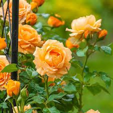 Carruth Rose “Golden Opportunity Climber” Grade 1, Bare Root Rose, On Multiflora Rootstock