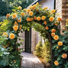 Carruth Rose “Golden Opportunity Climber” Grade 1, Bare Root Rose, On Multiflora Rootstock