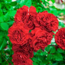 Bedard Rose “Lady In Red Climber” Grade 1, Bare Root, On Multiflora Rootstock