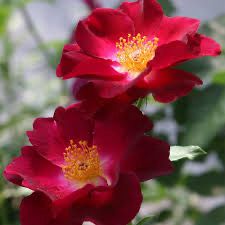 Carruth Rose “Night Owl Climber” Grade 1, Bare Root, On Multiflora Rootstock