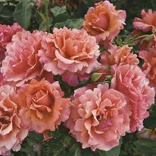 Harkness Rose “Easy Does It” Grade 1, Bare Root, On Multiflora Rootstock.