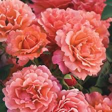 Harkness Rose “Easy Does It” Grade 1, Bare Root, On Multiflora Rootstock.