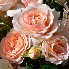 Harkness Rose “Chandos Beauty” Grade 1, Bare Root, On Multiflora Rootstock