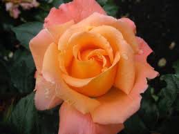Harkness Rose “Rosemary Harkness” Grade 1, Bare Root, On Multiflora Root Stock.