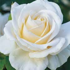 Harkness Rose “Easy Spirit” Grade 1, Bare Root, On Multiflora Rootstock