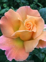 Harkness Rose “Rosemary Harkness” Grade 1, Bare Root, On Multiflora Root Stock.
