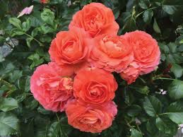 Jalbert Rose “Anglia Love” Grade 1, Bare Root, On Multiflora Rootstock