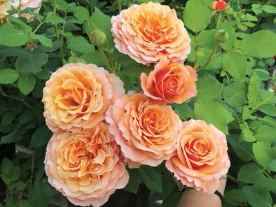 Jalbert Rose “ Catherine Hershey” Grade 1, Bare Root, On Multiflora