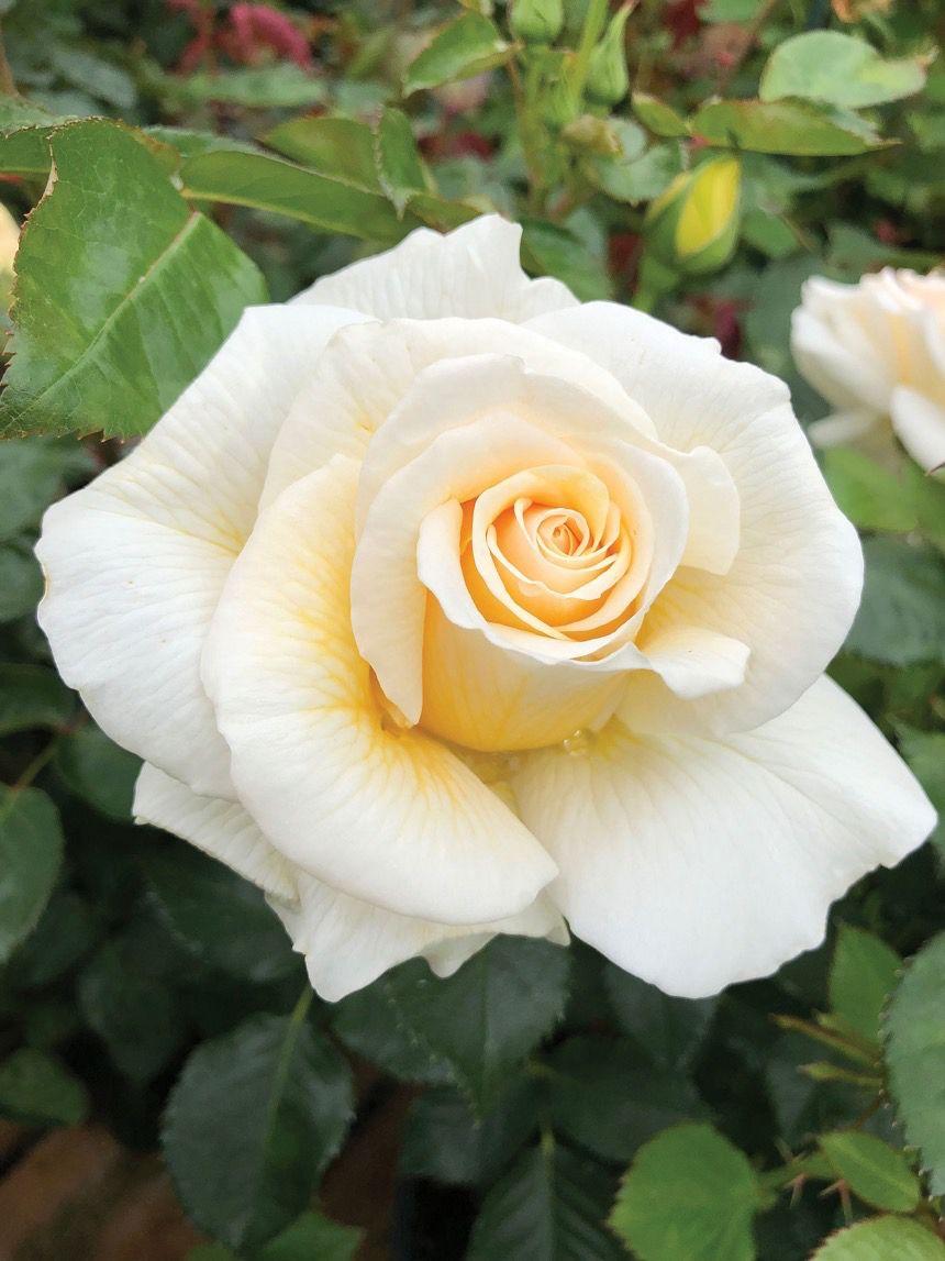 Jalbert Rose “Soft And Sweet” Grade 1, Bare Root, On Multiflora Rootstock