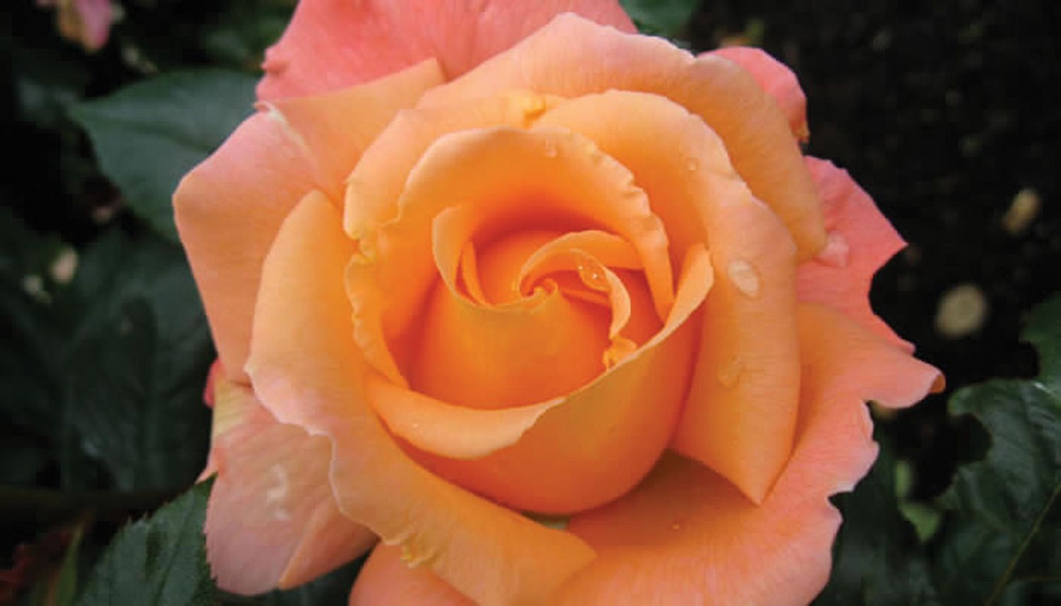 Jalbert Rose “Mary Lou Whitney” Grade 1, Bare Root, On Multiflora Rootstock