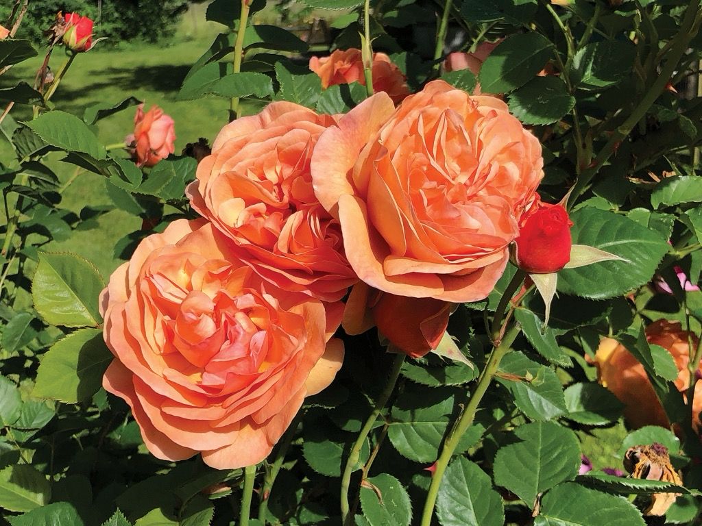 Jalbert Rose “Peach Glory” Grade 1, Bare Root, On Multiflora Rootstock