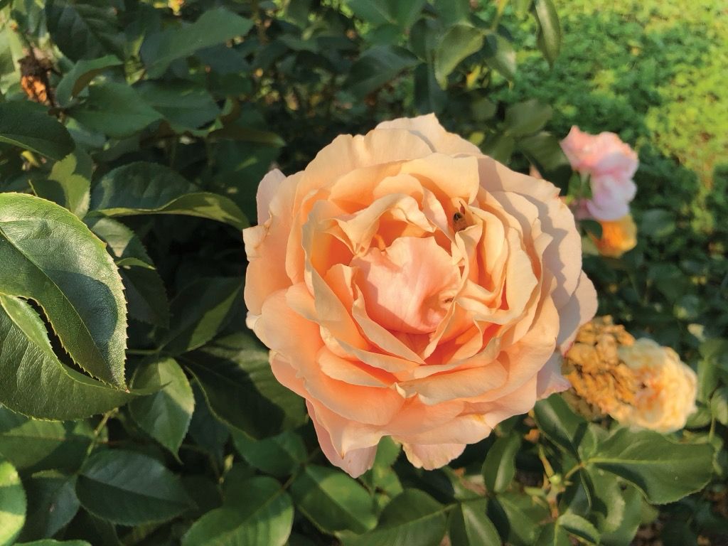 Jalbert Rose “Alaiza” Grade 1, Bare Root, On Multiflora Rootstock
