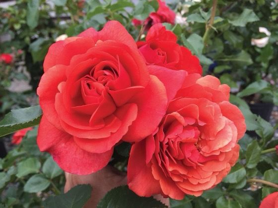 Jalbert Rose “Foxy Lady” Grade 1, Bare Root, On Multiflora Rootstock