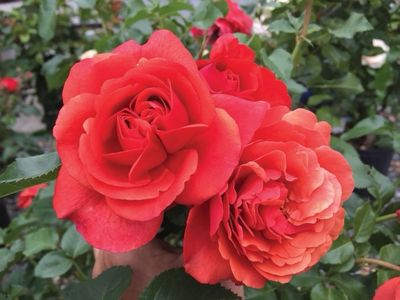 Jalbert Rose “Foxy Lady” Grade 1, Bare Root, On Multiflora Rootstock