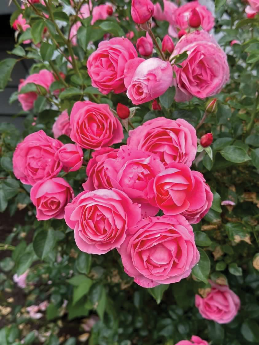 Jalbert Rose “William PJ McCarthy” Grade 1, Bare Root, On Multiflora Rootstock