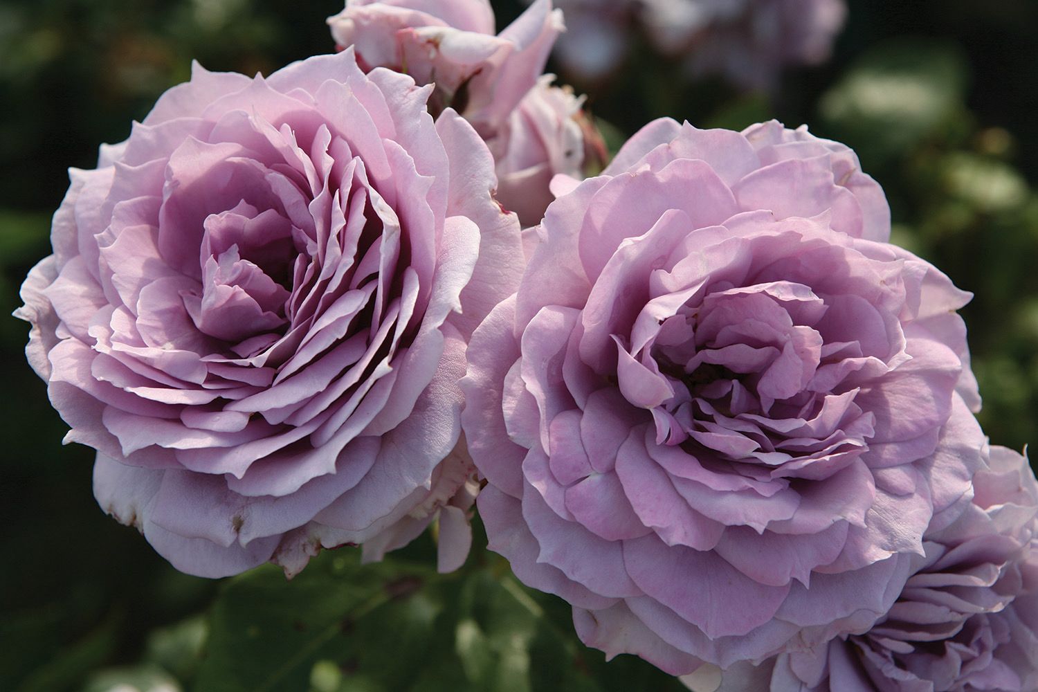 Kordes Rose “Poseidon” Grade 1, Bare Root, On Multiflora Rootstock