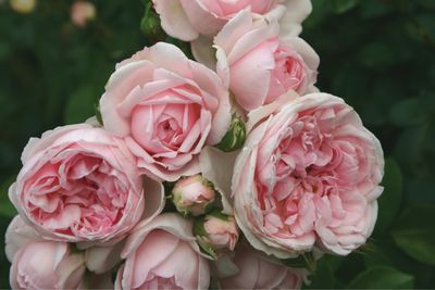 Kordes Rose “Cinderella Fairytale” Grade 1, Bare Root, On Multiflora Rootstock