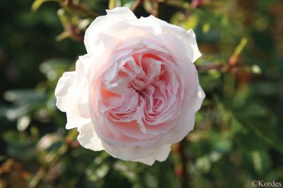Kordes Rose “First Crush Parfuma” Grade 1, Bare Root, On Multiflora Rootstock Kordes Rose “First Crush Parfuma” Grade 1, Bare Root, On Multiflora Rootstock