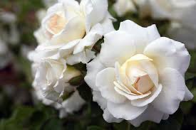 Kordes Rose “Kosmos Fairytale” Grade 1, Bare Root, On Multiflora Rootstock