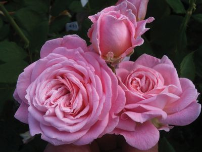 Kordes Rose “Summer Romance Parfuma” Grade 1, Bare Root, On Multiflora Rootstock Kordes Rose “Summer Romance Parfuma” Grade 1, Bare Root, On Multiflora Rootstock