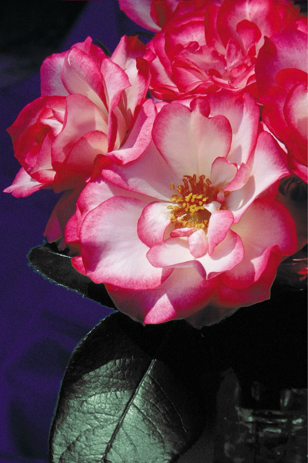Kordes Rose “Tabris” Grade 1, Bare Root, On Multiflora Rootstock