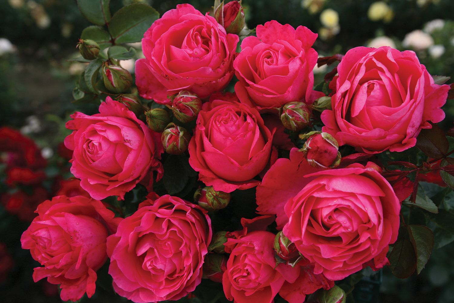 Kordes Rose “Fiji Eleganza” Grade 1, Bare Root, On Multiflora Rootstock