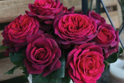 Kordes Rose “Dark Desire” Grade 1, Bare Root, On Multiflora Rootstock
