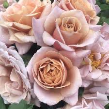 Bedard Rose “Koko Loko” Grade 1, Bare Root, On Multiflora Rootstock