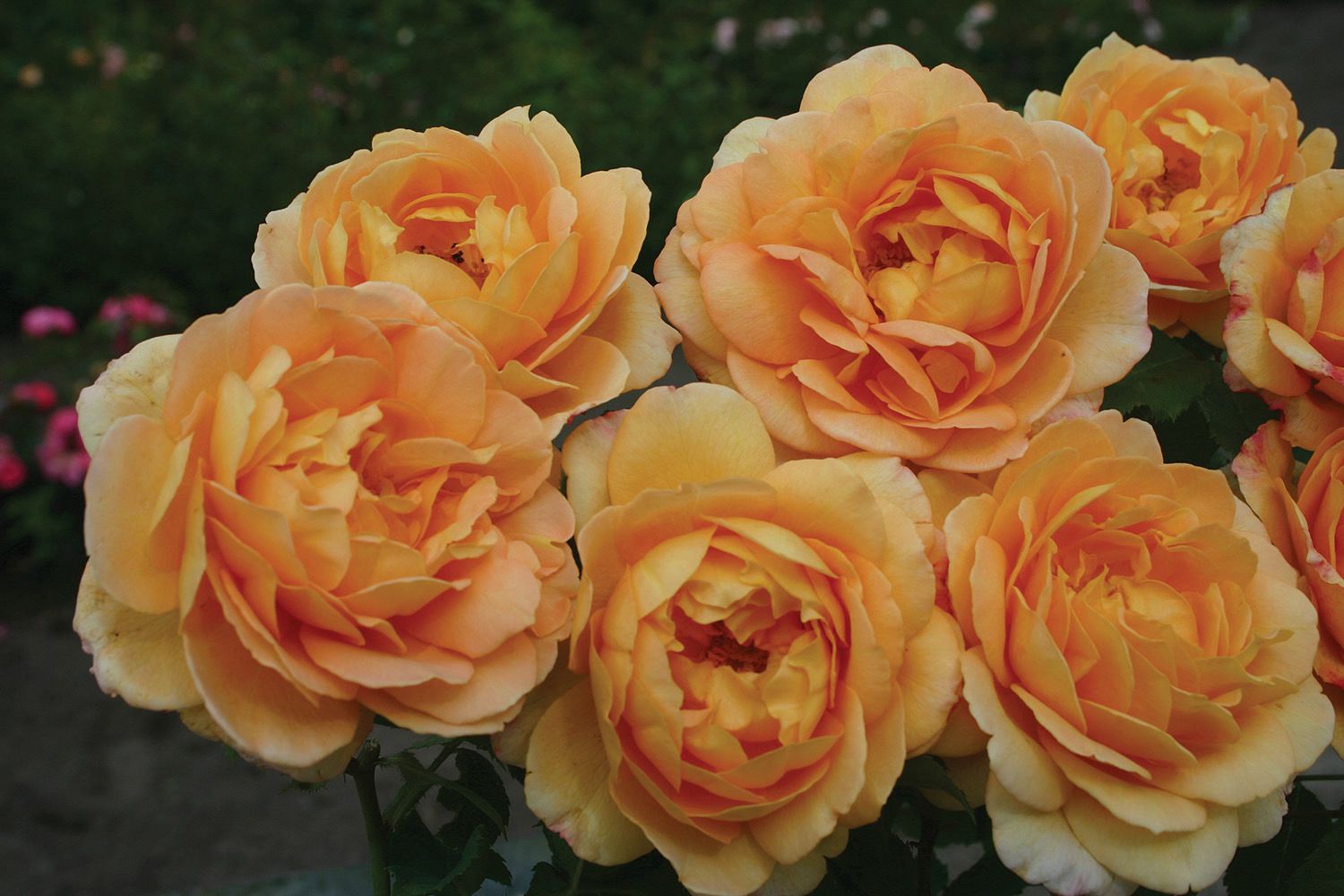 Kordes Rose “Sonnenwelt” Grade 1, Bare Root, On Multiflora Rootstock