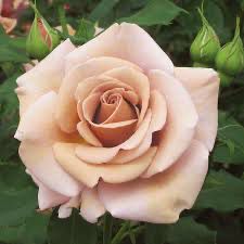 Bedard Rose “Koko Loco” Grade 1, Bare Root, On Multiflora Rootstock
