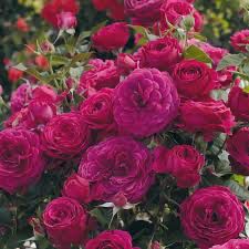 Bedard Rose “Celestial Night” Grade 1, Bare Root Rose, On Multiflora Rootstock