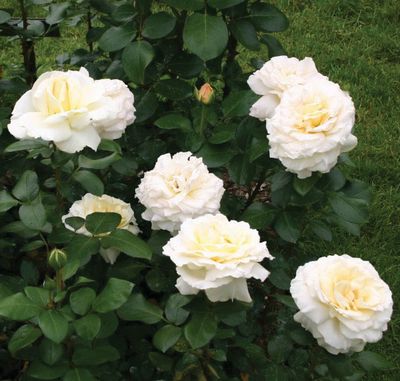 Kordes Rose “La Perla” Grade 1, Bare Root, On Multiflora Rootstock. Kordes Rose “La Perla” Grade 1, Bare Root, On Multiflora Rootstock.