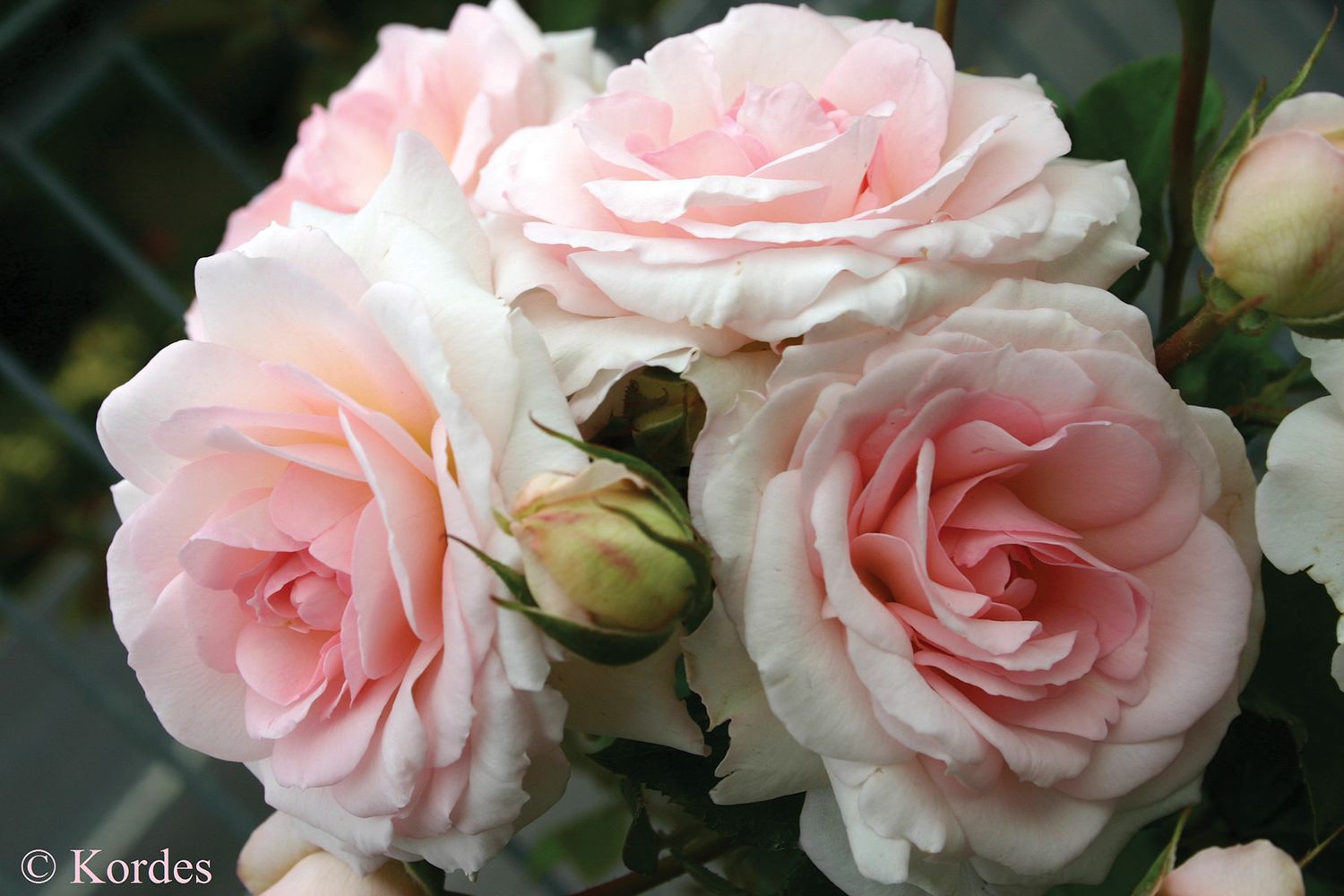 Kordes Rose “Elegant Fairytale” Grade 1, Bare Root, On Multiflora Rootstock