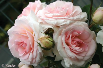 Kordes Rose “Elegant Fairytale” Grade 1, Bare Root, On Multiflora Rootstock