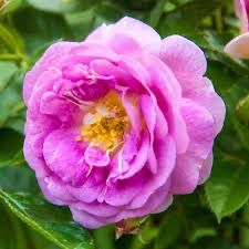 Bedard Rose “Arctic Blue” Grade 1, Bare Root, On Multiflora Rootstock