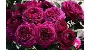 Bedard Rose “Celestial Night” Grade 1, Bare Root Rose, On Multiflora Rootstock