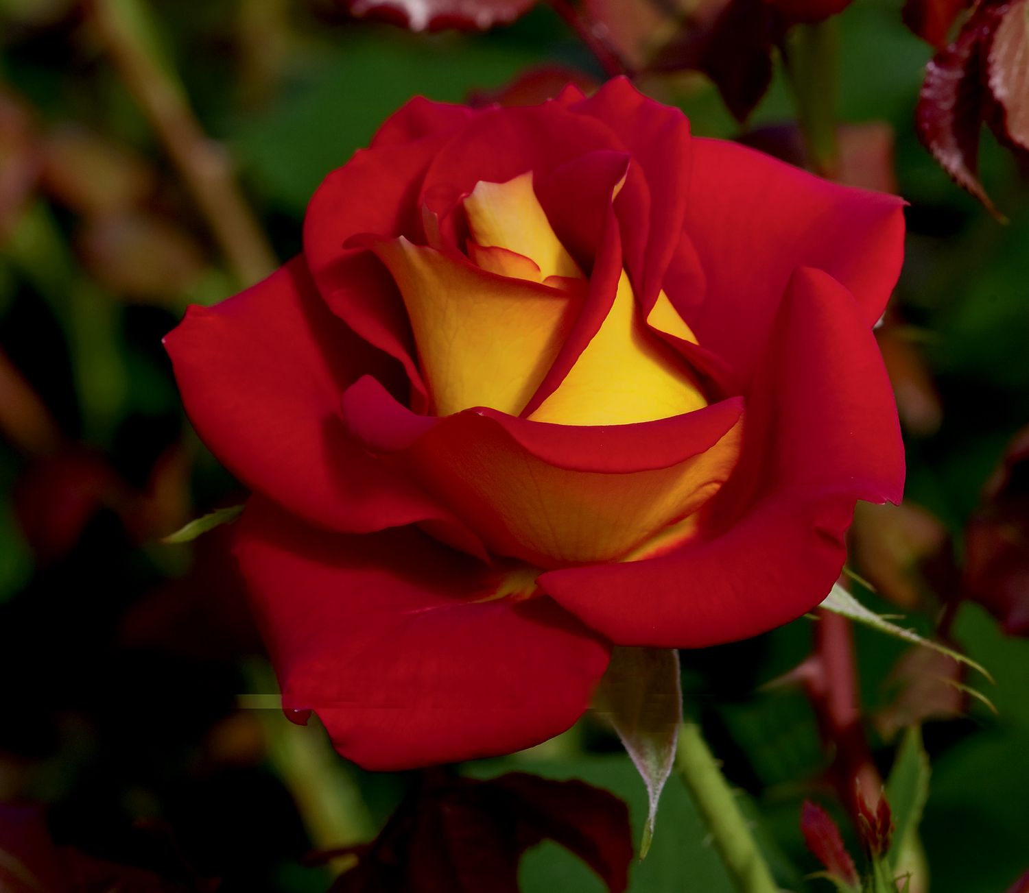 Bedard Rose “Ketchup &amp; Mustard” Grade 1, Bare Root, On Multiflora Rootstock