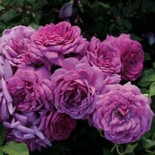 Bedard Rose “Life’s Little Pleasures Mini Rose” Grade 1, Bare Root, On Multiflora Rootstock
