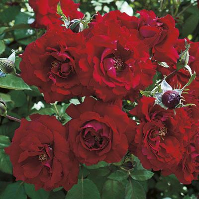 Bedard Rose “Oh My!” Floribunda, Grade1, Bare Root, On Multiflora Rootstock