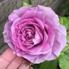 Bedard Rose “Violet’s Pride” Grade 1, Bare Root, On Multiflora Rootstock.