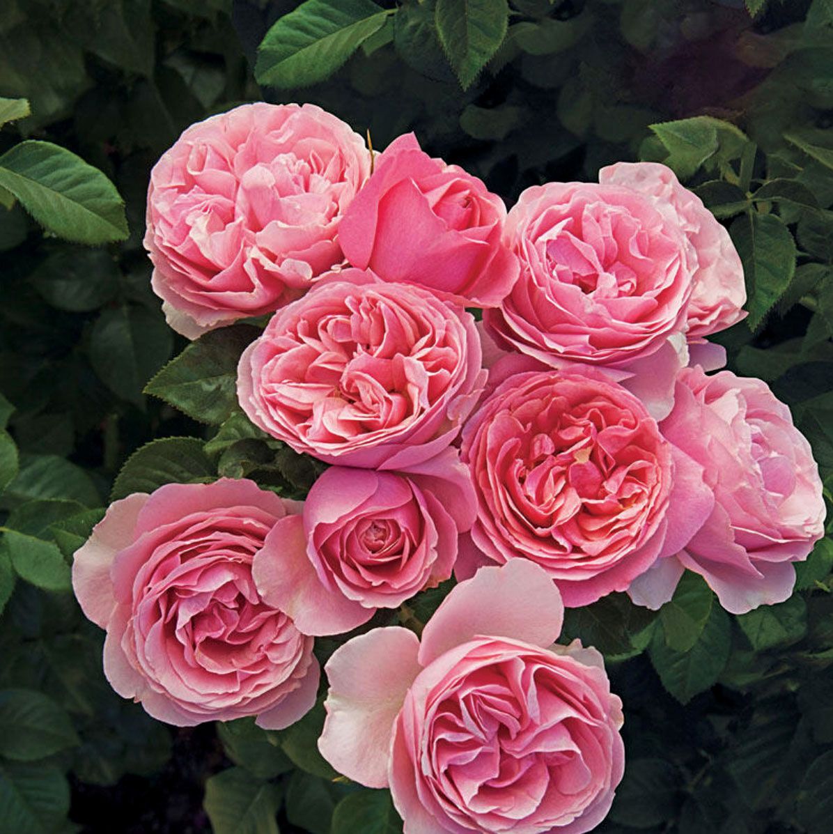 Bedard Rose “All Dressed Up” Grade 1, Bare Root, On Multiflora Rootstock